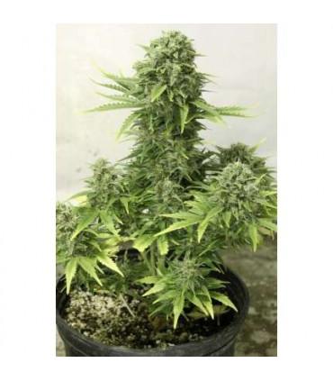 StarRyder (Dutch Passion)