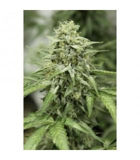 StarRyder (Dutch Passion)