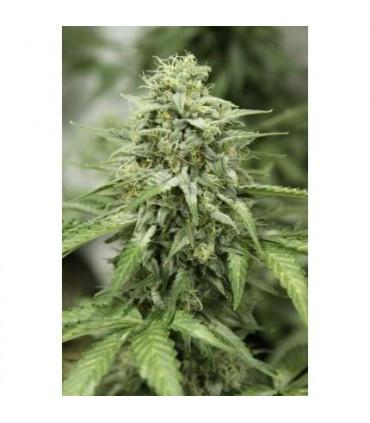 StarRyder (Dutch Passion)