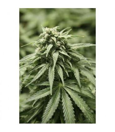 StarRyder (Dutch Passion)