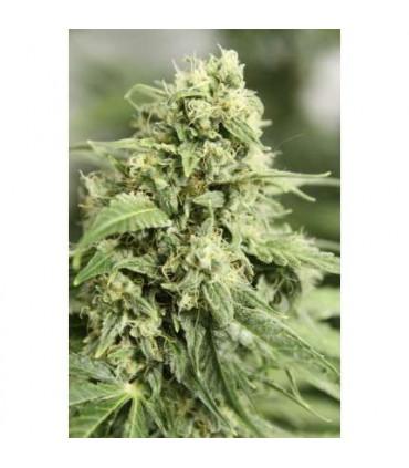 StarRyder (Dutch Passion)