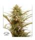 ComPassion CBD Dutch Passion - Σπόροι CBD Φωτοπεριόδου