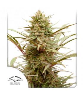 ComPassion CBD Dutch Passion - Σπόροι CBD Φωτοπεριόδου