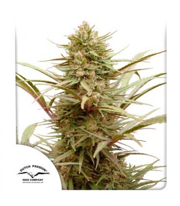 ComPassion CBD Dutch Passion - Σπόροι CBD Φωτοπεριόδου