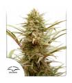 ComPassion CBD