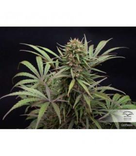 ComPassion CBD (Dutch Passion)