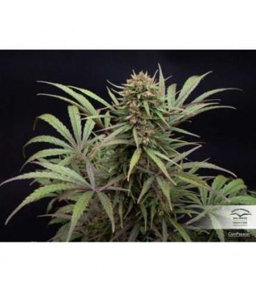 ComPassion CBD Dutch Passion - Σπόροι CBD Φωτοπεριόδου