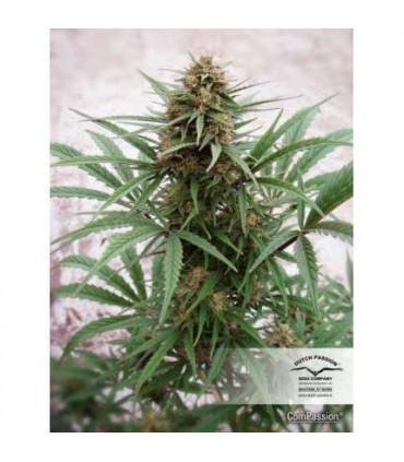 ComPassion CBD Dutch Passion - Σπόροι CBD Φωτοπεριόδου