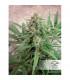 ComPassion CBD Dutch Passion - Σπόροι CBD Φωτοπεριόδου
