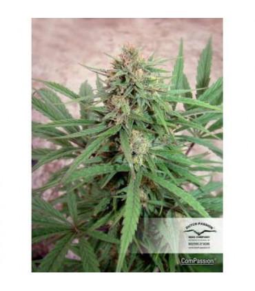 ComPassion CBD Dutch Passion - Σπόροι CBD Φωτοπεριόδου