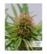 ComPassion CBD Dutch Passion - Σπόροι CBD Φωτοπεριόδου