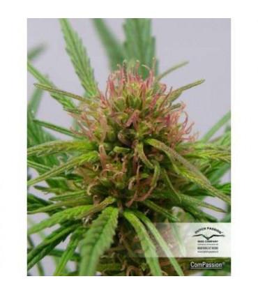 ComPassion CBD Dutch Passion - Σπόροι CBD Φωτοπεριόδου