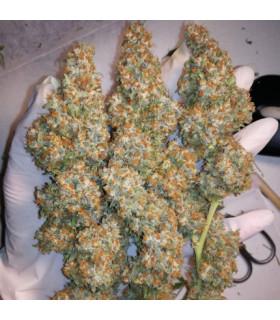 Orange Hill Special (Dutch Passion)