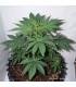 CBD Kush Dutch Passion - Σπόροι CBD Φωτοπεριόδου