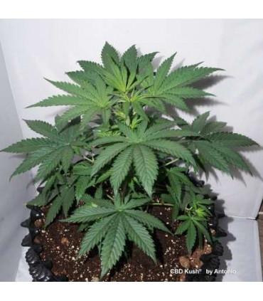 CBD Kush Dutch Passion - Σπόροι CBD Φωτοπεριόδου