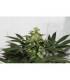 CBD Kush Dutch Passion - Σπόροι CBD Φωτοπεριόδου