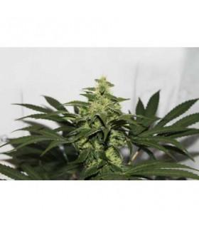 CBD Kush (Dutch Passion)