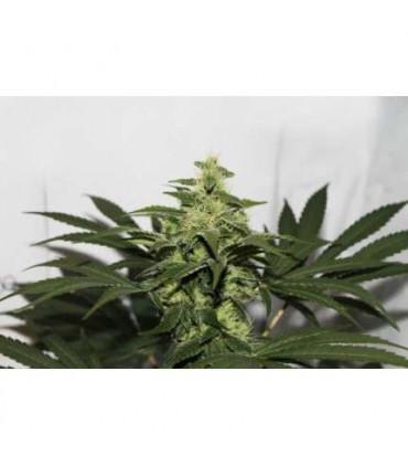 CBD Kush Dutch Passion - Σπόροι CBD Φωτοπεριόδου