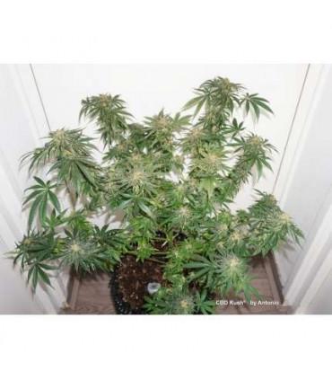 CBD Kush Dutch Passion - Σπόροι CBD Φωτοπεριόδου