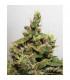 CBD Kush Dutch Passion - Σπόροι CBD Φωτοπεριόδου