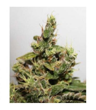CBD Kush Dutch Passion - Σπόροι CBD Φωτοπεριόδου