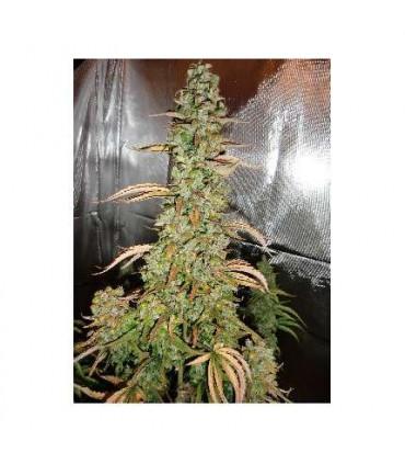 AutoXtreme (Dutch Passion)