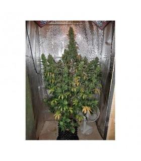 AutoXtreme (Dutch Passion)