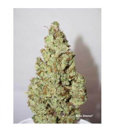 AutoXtreme (Dutch Passion)