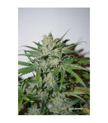 AutoXtreme (Dutch Passion)