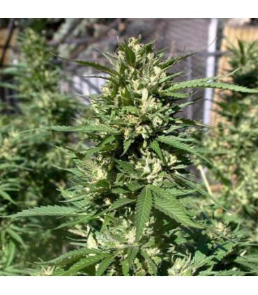 Skunk 11 (Dutch Passion)