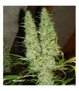 Skunk 11