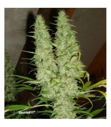 Skunk #11 Dutch Passion - Σπόροι Κάνναβης Φωτοπεριόδου