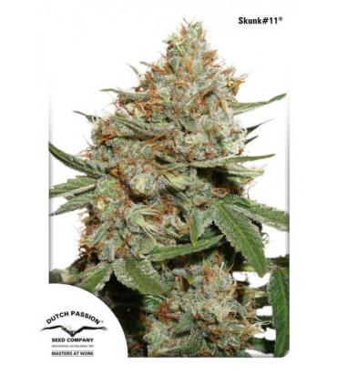 Skunk #11 Dutch Passion - Σπόροι Κάνναβης Φωτοπεριόδου