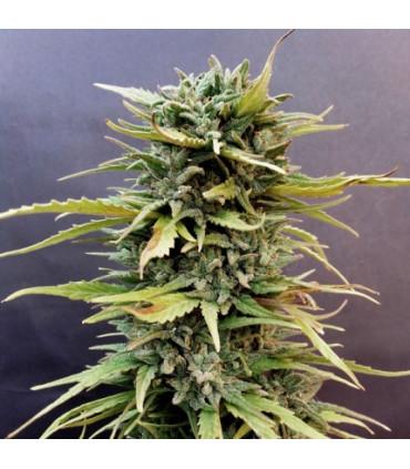 Skunk #11 Dutch Passion - Σπόροι Κάνναβης Φωτοπεριόδου