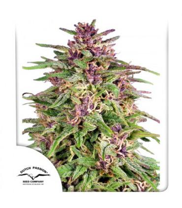 Frisian Dew (Dutch Passion)