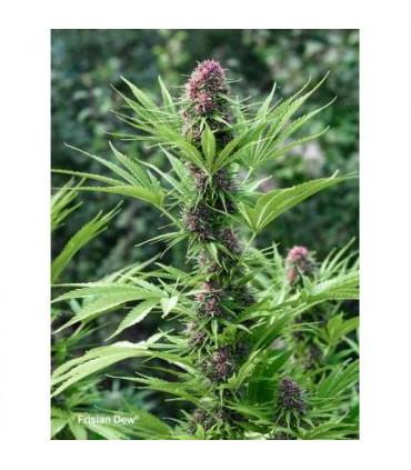 Frisian Dew (Dutch Passion)