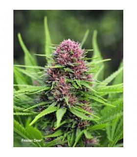 Frisian Dew (Dutch Passion)