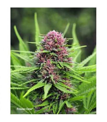 Frisian Dew (Dutch Passion)