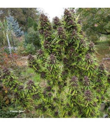 Frisian Dew (Dutch Passion)