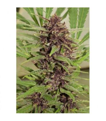 Frisian Dew (Dutch Passion)