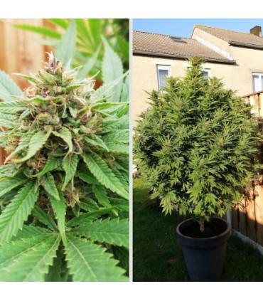 Durban Poison Dutch Passion - Σπόροι Κάνναβης Φωτοπεριόδου