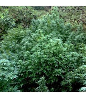 Durban Poison (Dutch Passion)