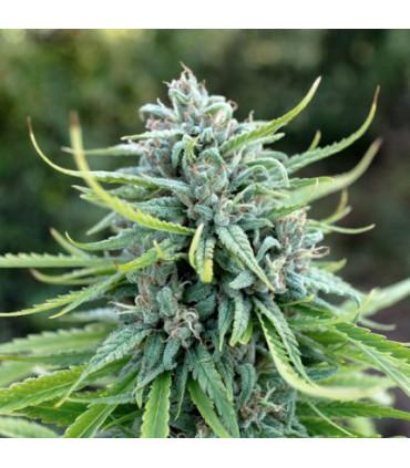 Durban Poison (Dutch Passion)