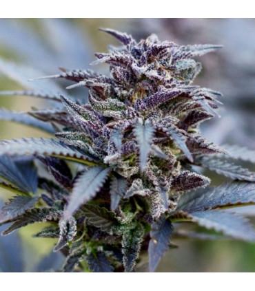 Durban Poison (Dutch Passion)