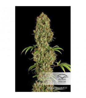 Jorge's Diamonds 1 (Dutch Passion)