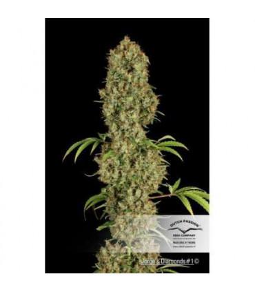 Jorge's Diamonds 1 (Dutch Passion)