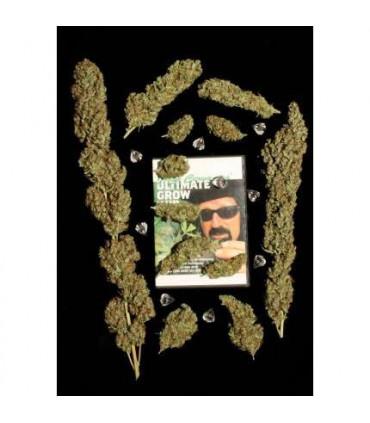 Jorge's Diamonds 1 (Dutch Passion)