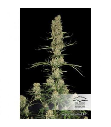 Jorge's Diamonds 1 (Dutch Passion)