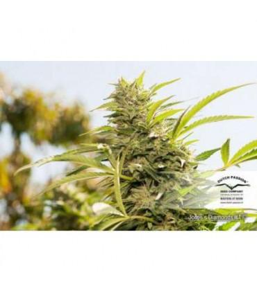 Jorge's Diamonds 1 (Dutch Passion)