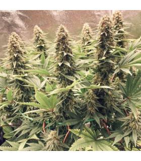 Power Plant (Dutch Passion)